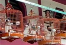 Around Kowloon in 8 Markets